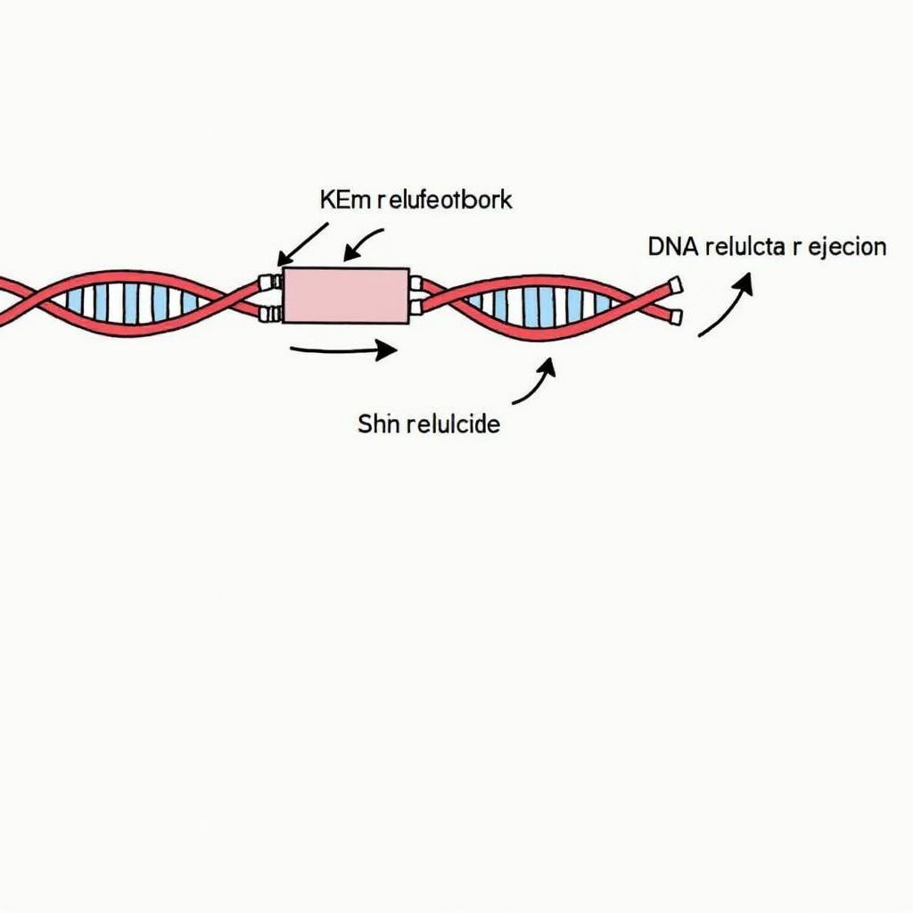 Sao chép DNA và Đột Biến