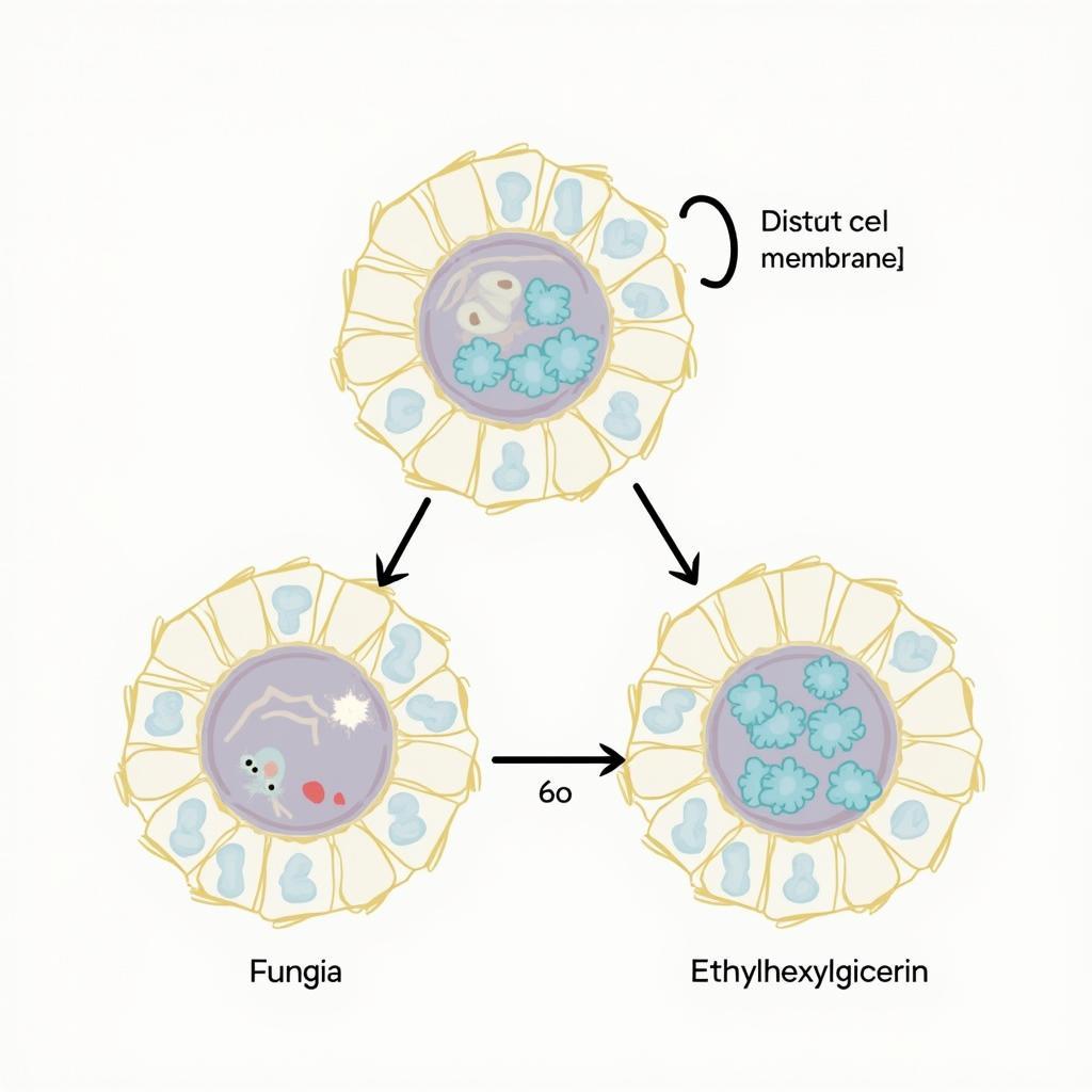 Cơ chế hoạt động của Ethylhexylglycerin