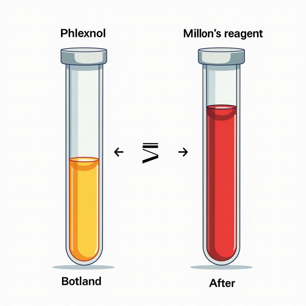 Thuốc Thử Millon và Phenol